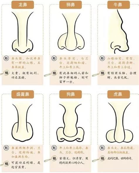 面相分析鼻子